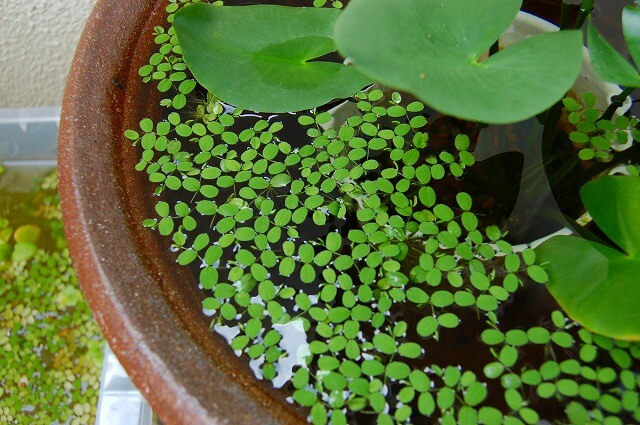 「メダカ鉢」の浮草