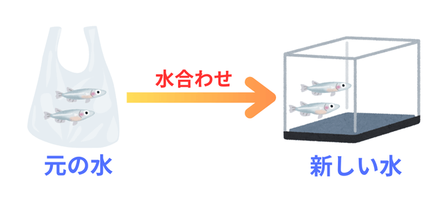 メダカのビニール袋と引っ越し先の水槽イメージ