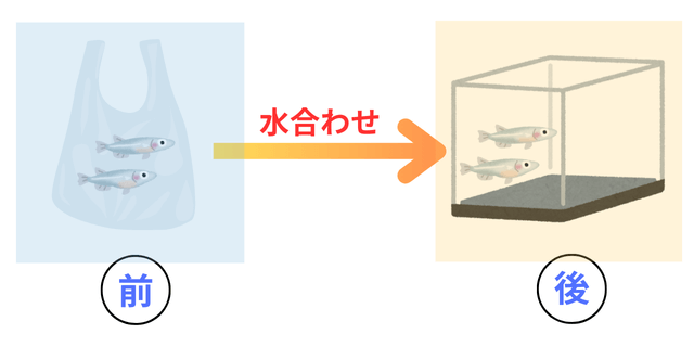 メダカのビニール袋と引っ越し先の水槽に前後の文字を入れたイメージ