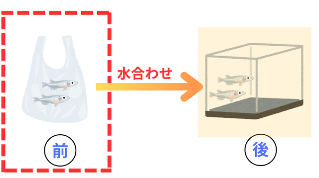 メダカのビニール袋と引っ越し先の水槽でビニール袋を強調したイメージ