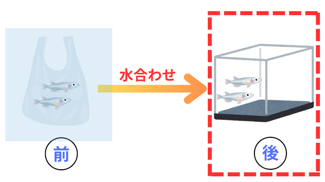 メダカのビニール袋と引っ越し先の水槽で水槽を強調したイメージ