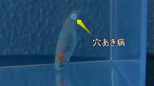 水カビ病を発症したメダカに見られた穴あき病