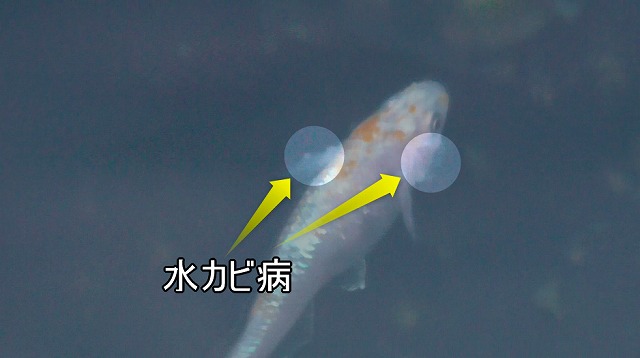 水カビ病を発症したメダカ