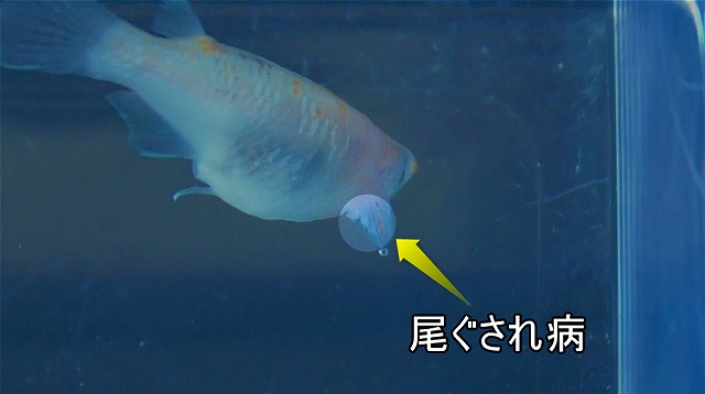 水カビ病を発症したメダカに見られた尾ぐされ病