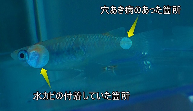 穴あき病・水カビ病が完治しているイメージ