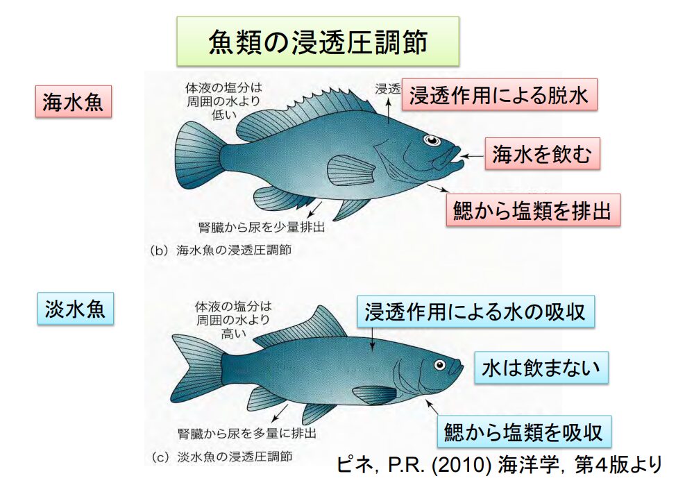 浸透圧調節の図