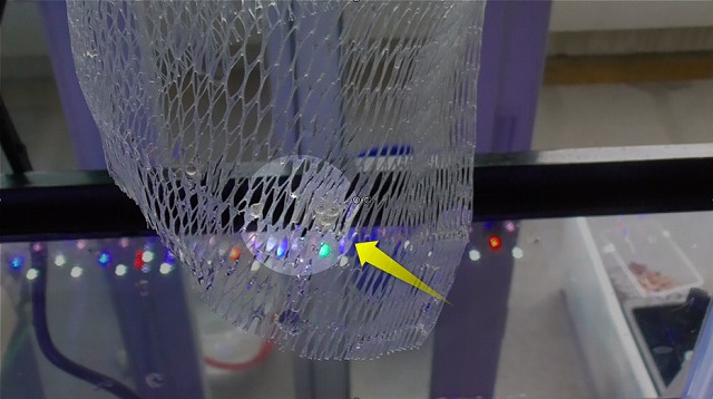 ヒーターに巻いた水切りネットに付着した卵のイメージ2