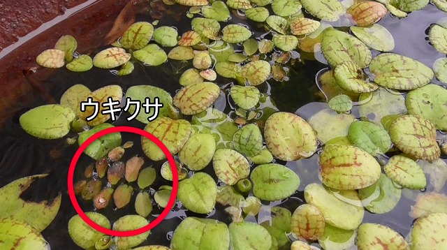 水鉢の浮き草の様子