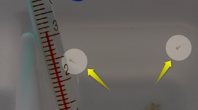 製氷皿で泳ぐ2匹の針子