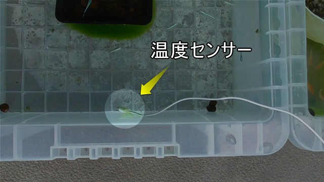 メダカの屋外容器に設置したHATUSOKUデジタル温度計の温度センサーイメージ