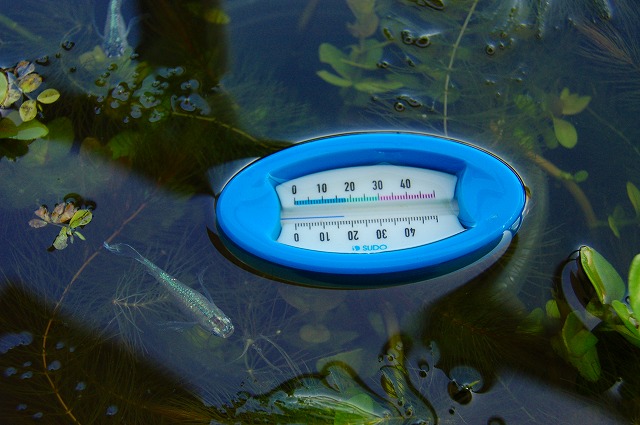 メダカの屋外容器に浮かべたアナログ水温計