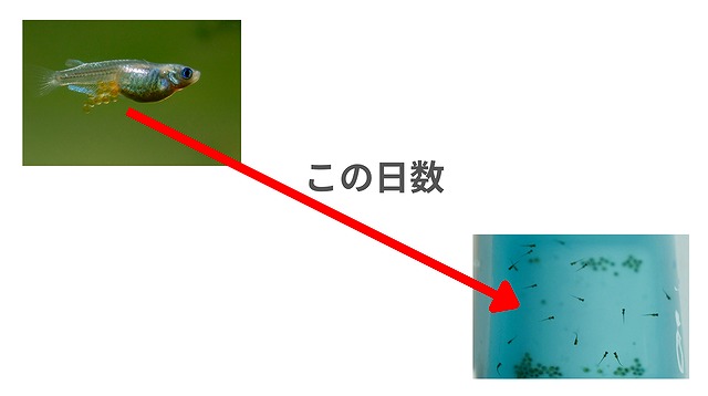 メダカの卵と針子の図