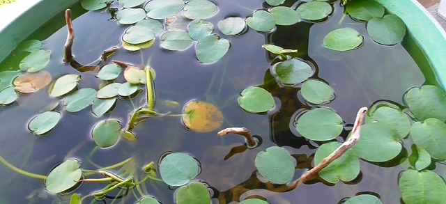 ウォーターポピーの水鉢