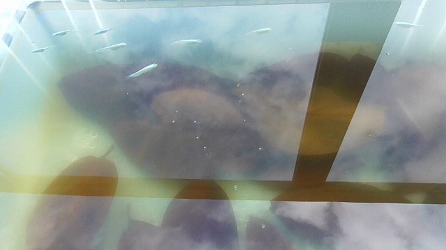 水面を泳ぐメダカたち