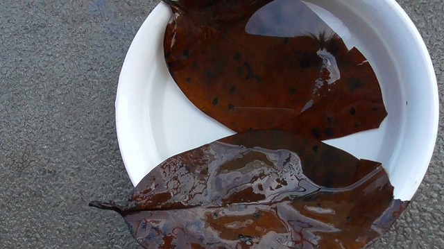 水中から取り出した柿の葉2