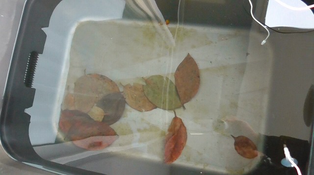 60Lタライに柿の葉を入れた様子