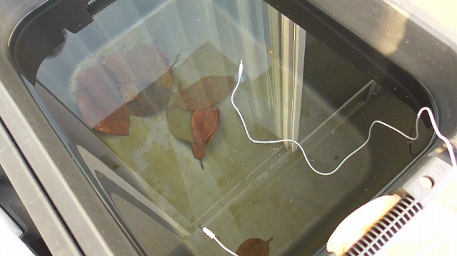 屋外メダカの小さな容器が凍結したときの60Lタライの様子