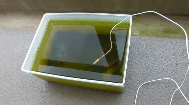 当日のミジンコ容器の様子