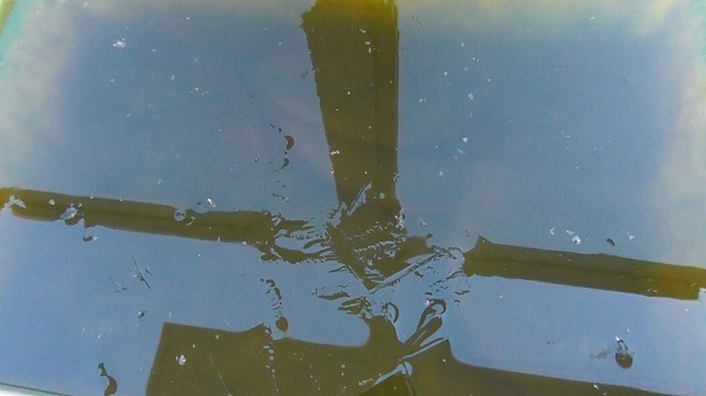 ミジンコ容器に氷が張った様子
