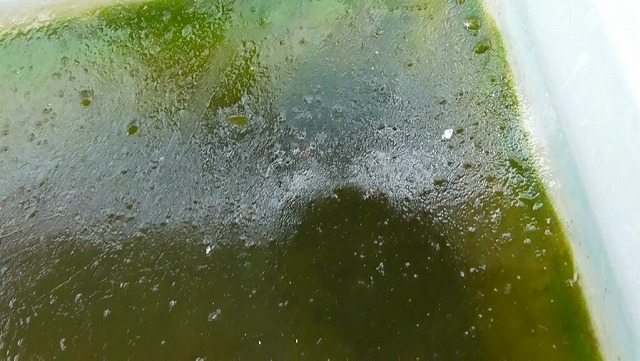 ミジンコ容器に分厚い氷が張った様子