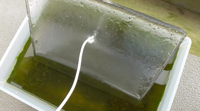 ミジンコ容器に張った氷の厚み