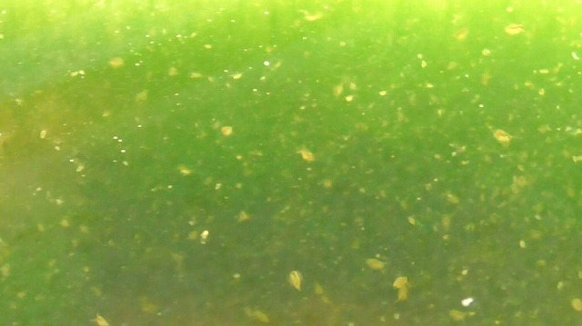 当日のミジンコの様子