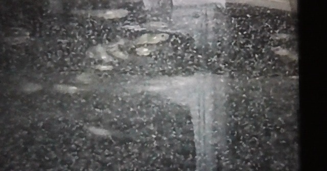 ゾウリムシ溶液の中で泳ぐ針子たち
