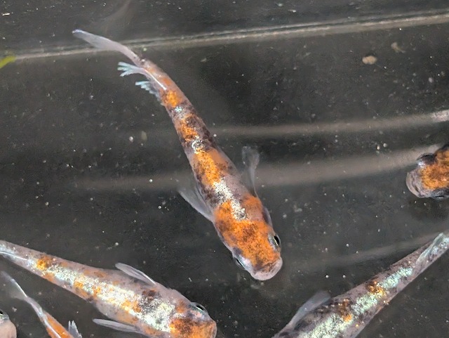 メダカ・朱光菊3