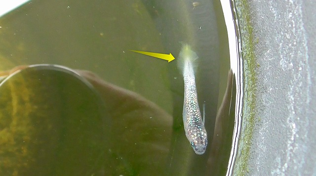 水カビ病のメダカ