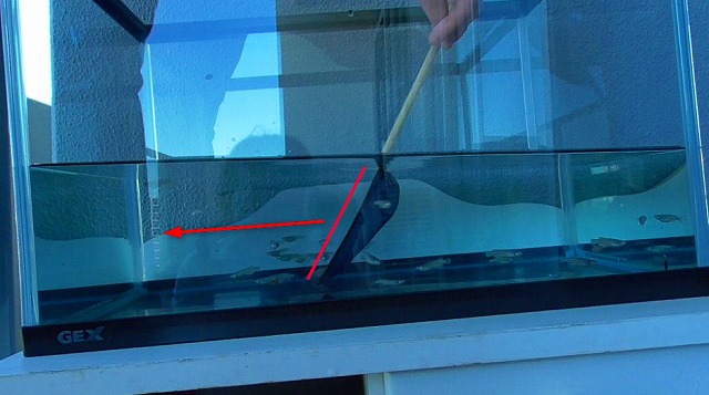 一般的なタモ網でメダカをすくう様子