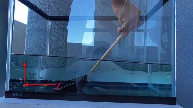 古川氏のタモ網でメダカをすくう様子