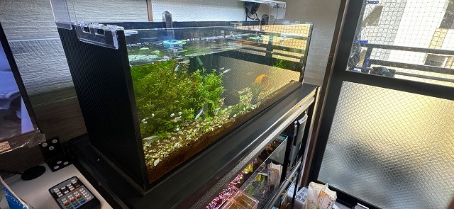 メダカ水槽1