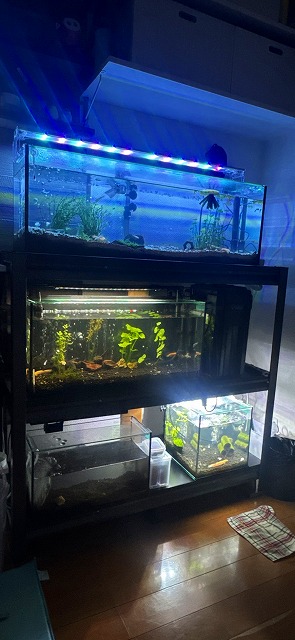 メダカ水槽2