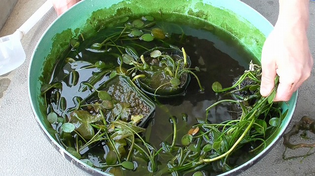 ウォーターポピーの茎を根を下ろした様子