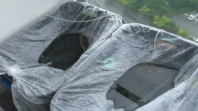 メダカの80Lタライにかぶせたポリ袋の上に溜まった雨水の様子