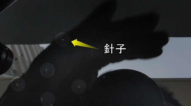 産まれて間もない針子たち