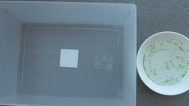 小さな容器とミジンコ浮草を入れた小皿