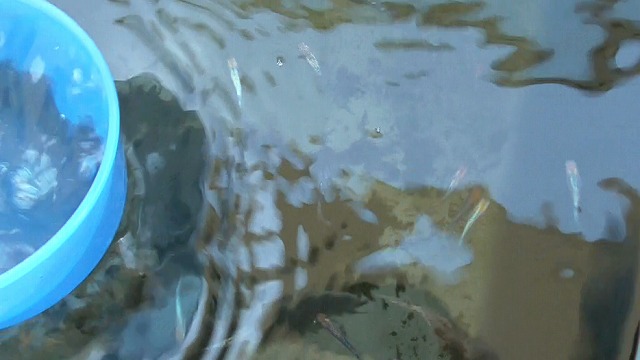 メダカの飼育水を柄杓で汲む様子
