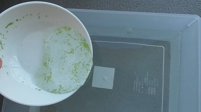 ミジンコ浮草を小さな容器に投入