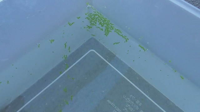 ミジンコ浮草が浮かぶ様子