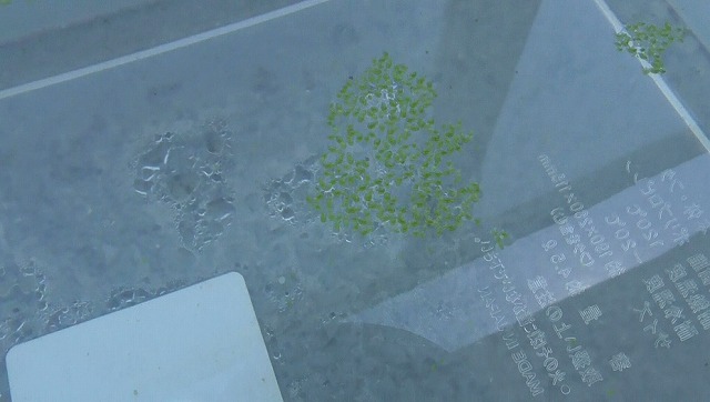 ミジンコ浮草を浮かべた小さな容器2