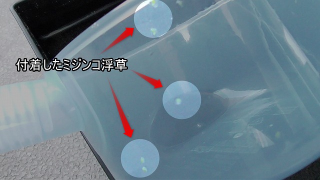 柄杓に付着したミジンコ浮草