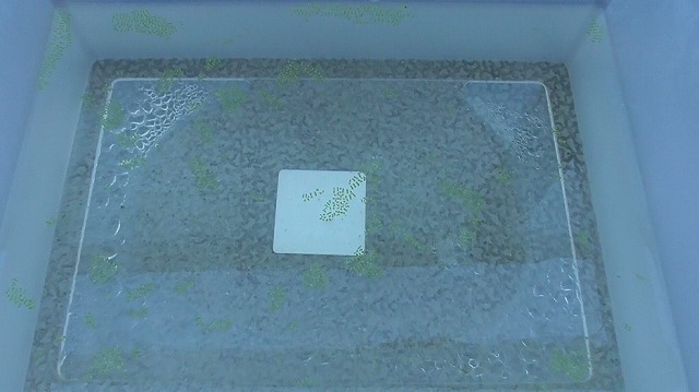 当日のミジンコ浮草を浮かべた小さな容器