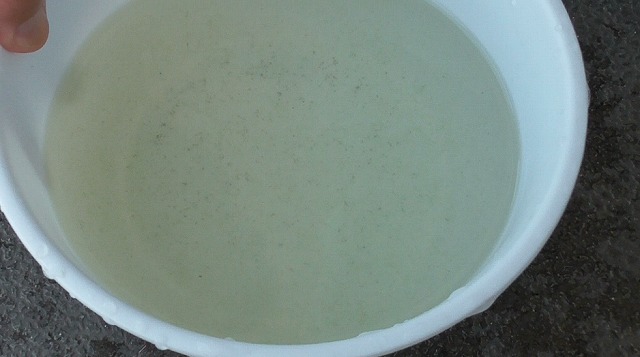 メダカの産卵床をもみ洗いした後の水