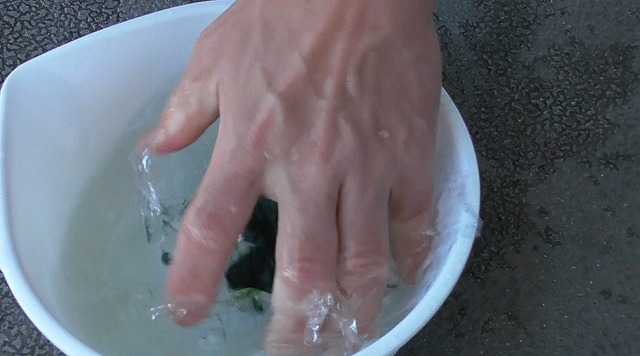 メダカの産卵床をもみ洗いする様子