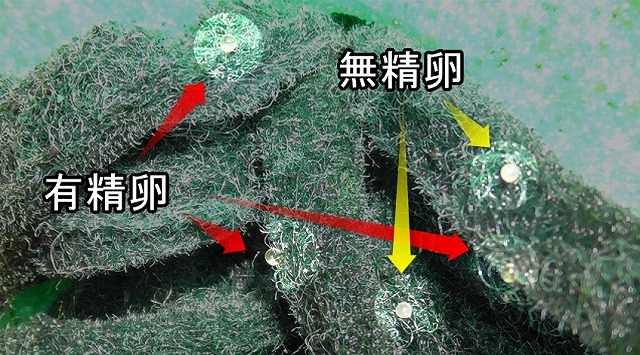 メダカの産卵床に付着した有精卵と無精卵