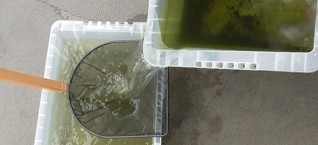 メダカの汚れた飼育水を古川氏のタモ網で濾す様子