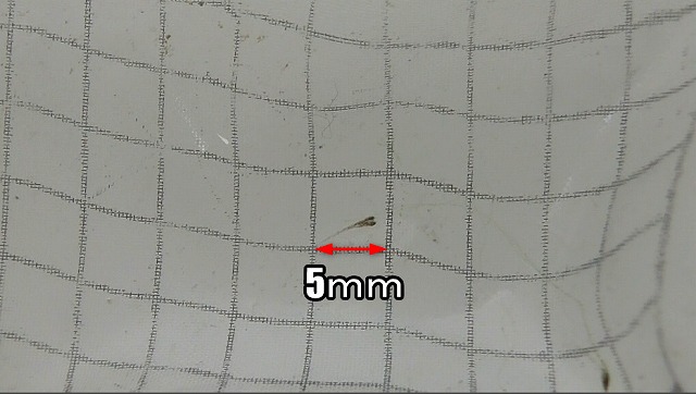 大きさは4mmほどの針子