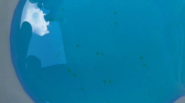 メチレンブルー水溶液を卵の小皿に注いだ様子