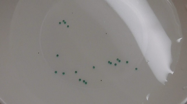 水道水で水替えしたあたの卵の様子
